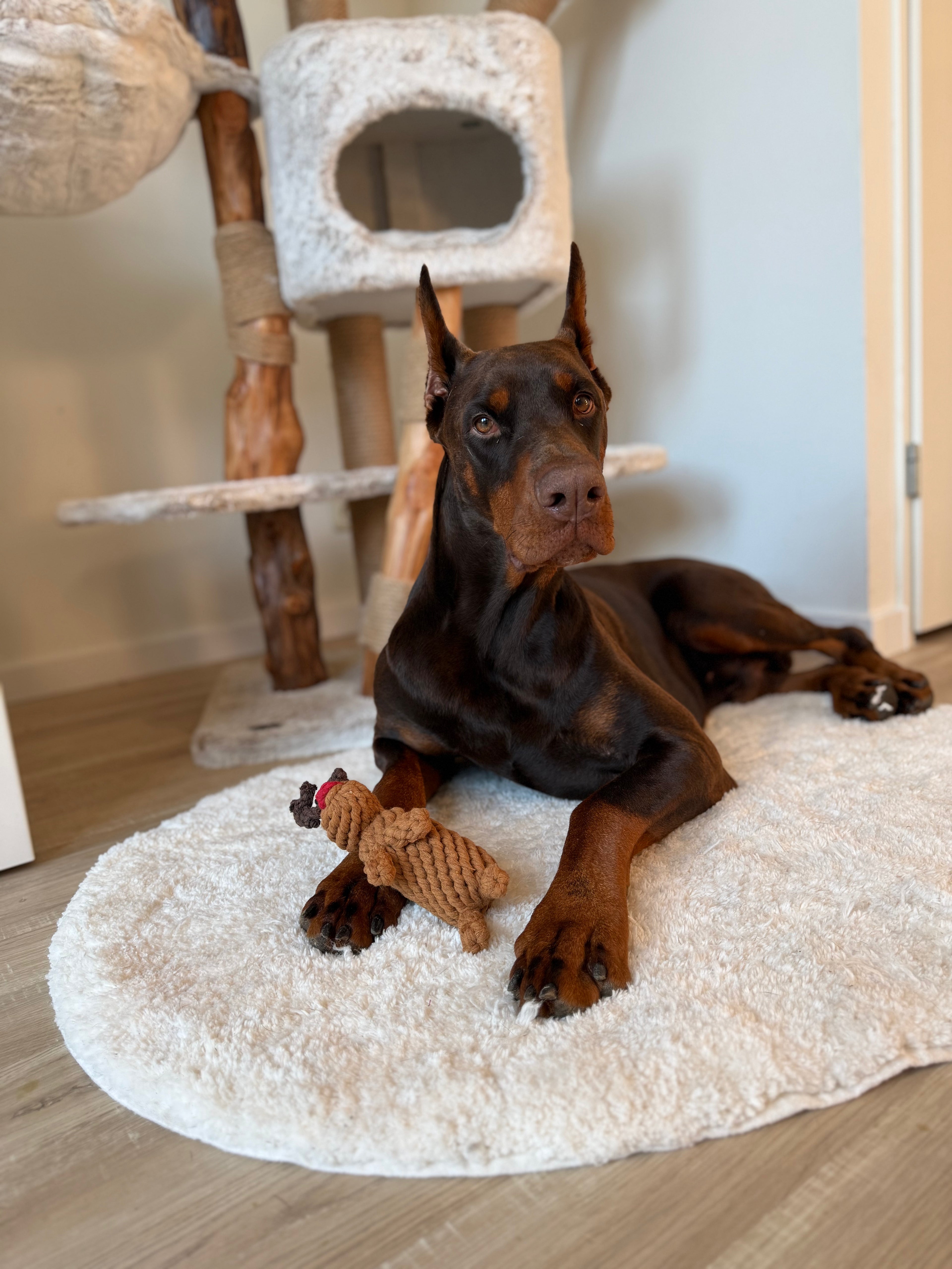 Rudi's Rendier - Rope Toy