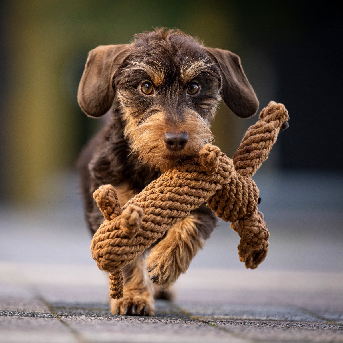 Diëgo's Teckel - Rope Toy