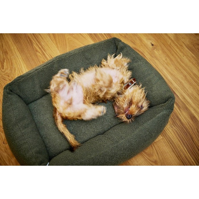 Orthopedisch Hondenbed Teddy - Groen